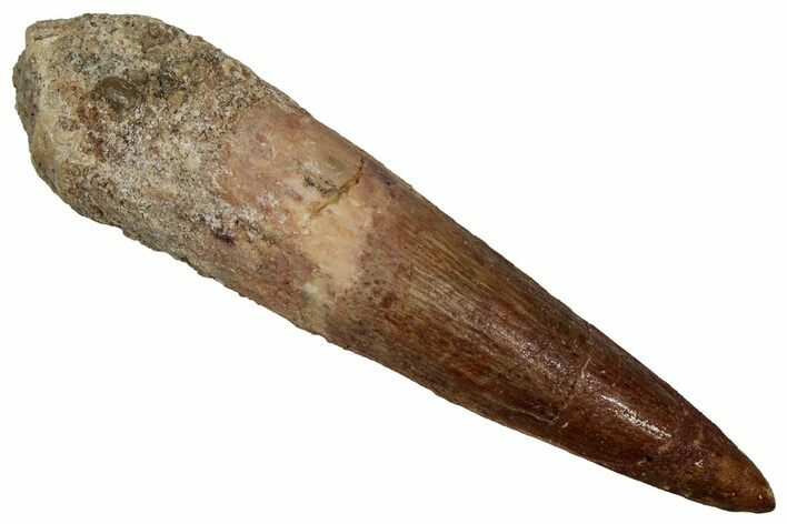 Bargain, Fossil Spinosaurus Tooth - Real Dinosaur Tooth #356769